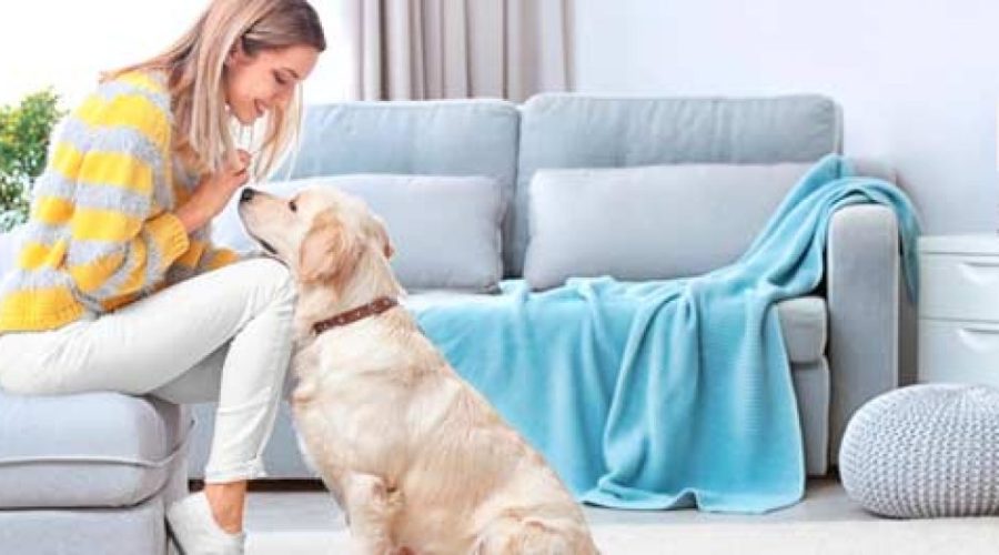 mascota-alojamiento-turstico